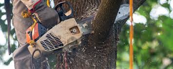Best Lawn Pest Prevention  in Weed, CA