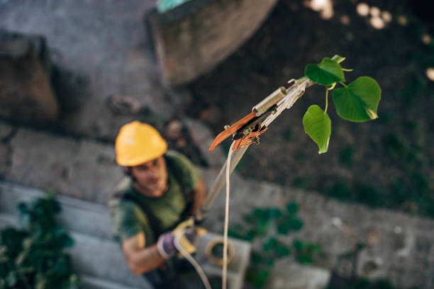 Best Pest Control for Lawns  in Weed, CA