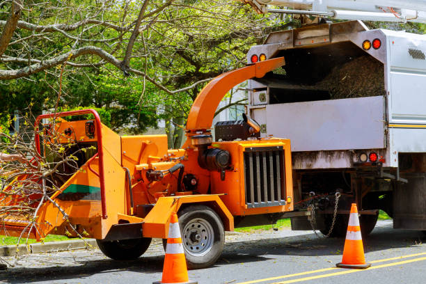 Best Tree Removal  in Weed, CA