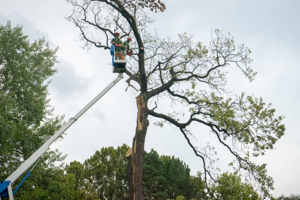 Best Emergency Tree Removal  in Weed, CA