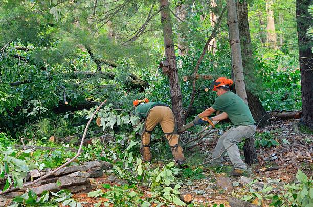 Best Tree Risk Assessment  in Weed, CA