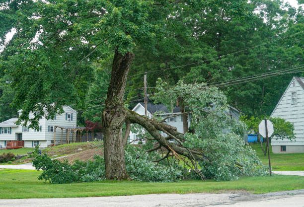 Best Stump Grinding and Removal  in Weed, CA