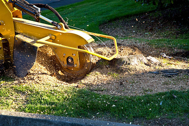 Best Tree Trimming and Pruning  in Weed, CA