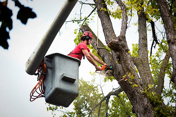 Trusted Weed, CA Tree Services Experts