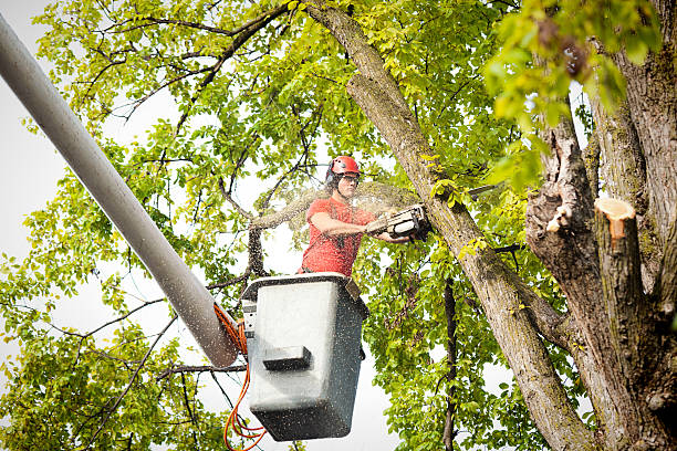 How Our Tree Care Process Works  in  Weed, CA