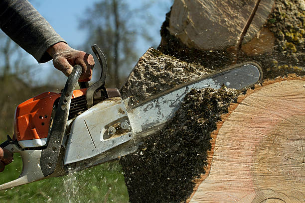 Best Storm Damage Tree Cleanup  in Weed, CA