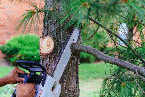 Best Tree Preservation Services  in Weed, CA
